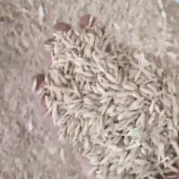 جو محلی  ذرت  دانه روغنی