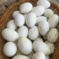 تخم غاز 120 عدد