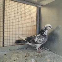 کبوتر پلاکی و پرشی|پرنده|مبارکه, |دیوار