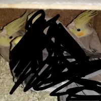 فروش جوجه عروس هلندی