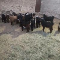 فروش کهره نر|حیوانات مزرعه|جهرم, |دیوار