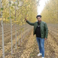 صنوبر مناسب زمین کشاورزی پرداخت درب منزل