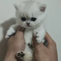 بریتیش سیلور|گربه|تهران, توحید|دیوار