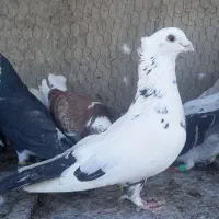 کبوتر پررشی