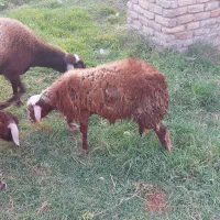 گوسفند بردار و گوسفند ابست توقلی وبره نر و بز