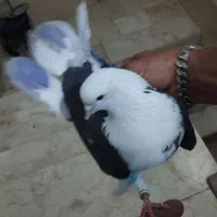 کفتر یا کبوتر|پرنده|تهران, خانی‌آباد نو|دیوار
