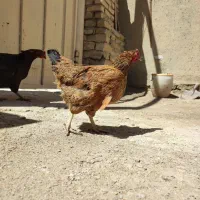 مرغ گلپایگانی تخم گذار