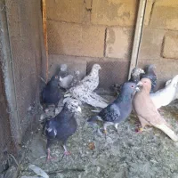 کبوتر پلاکی دسته|پرنده|شیراز, قلعه نو|دیوار