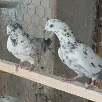 کبوتر پرشی .|پرنده|مبارکه, |دیوار