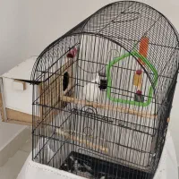 عروس هلندی آلبینو ماده