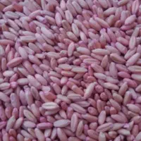 گندم بذری باران وه جام وه اذر۲