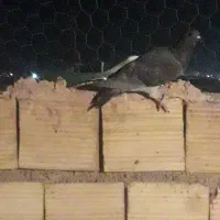 بدرنگ پلاکی