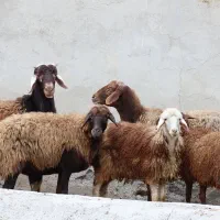 نر  تخمی جوان +4 راس بره و مادر|حیوانات مزرعه|گرگان, |دیوار