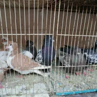 کبوتر|پرنده|شیراز, سعدیه شمالی|دیوار