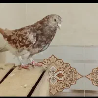 کبوتر گمشده