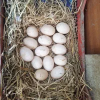 فروش تخم اردک