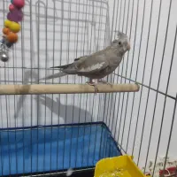 حیوانات خانگی|پرنده|بکتاش, |دیوار