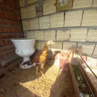 اجتماعی|حیوانات|بناب, |دیوار