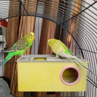 پرنده گان اهلی خوب