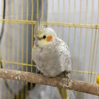 عروس هلندی مولد