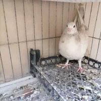 جوجه کفتر شازده سرور