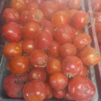 گوجه فرنگی کیلیوی15000هزار تومان