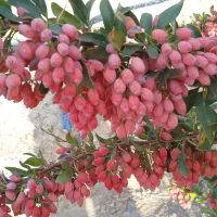 زرشک تازه|خوردنی و آشامیدنی|تهران, درکه|دیوار