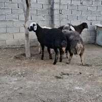 بره نر و ماده|حیوانات مزرعه|سیمین شهر, |دیوار