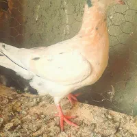 جوانه هفرنگ زیبا