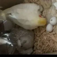 طوطی برزیلی عروس هلندی جوجه و مولد تک و جفت موجوده|پرنده|علیآباد کتول, |دیوار