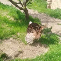 بوقلمون|حیوانات مزرعه|مرند, |دیوار
