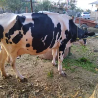 گاو هلشتین شیری  آمریکایی|حیوانات مزرعه|شاندرمن, |دیوار