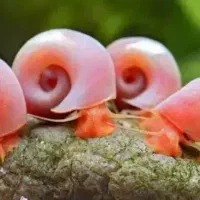 حلزون رامشورن