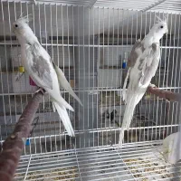 جفت عروس هلند ادرس برازجان|پرنده|برازجان, |دیوار