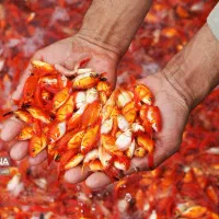 انواع ماهی گرم آبی وسردابی