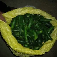 خیار درجه یک
