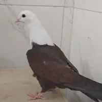 کبوتر.مخمل.کله‌سفید.کربلایی