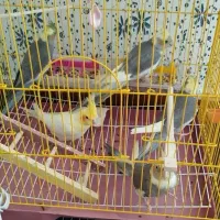عروس هلندی اهلی تکی و یک جفت مولد