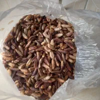 هسته ی خرما