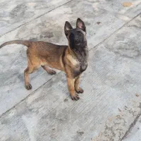 سگ مالینویز 3 ماهه