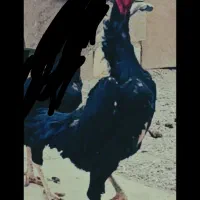 مرغ اوشامو