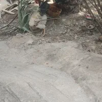 دو عدد خروس جوان و پر انرژی