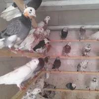 کفتر|پرنده|تهران, استاد معین|دیوار
