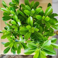گل بنسای|گل و گیاه طبیعی|تهران, وحیدیه|دیوار
