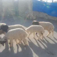 برنر|حیوانات مزرعه|کرخه, |دیوار