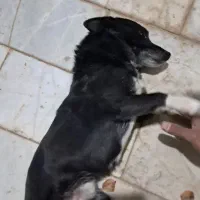 سگ...|سگ|مشهد, خرم آباد|دیوار