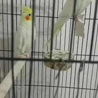 جفت عروس هلندی مولد|پرنده|اردبیل, |دیوار