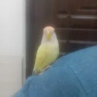 کوتوله برزیلی دستی معاوضه یا فروش