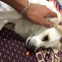واگذاری سگ اشپیتز واکسن خورده|سگ|کرمانشاه, |دیوار