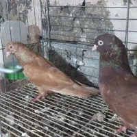 کبوتر گره|حیوانات مزرعه|رودان, |دیوار